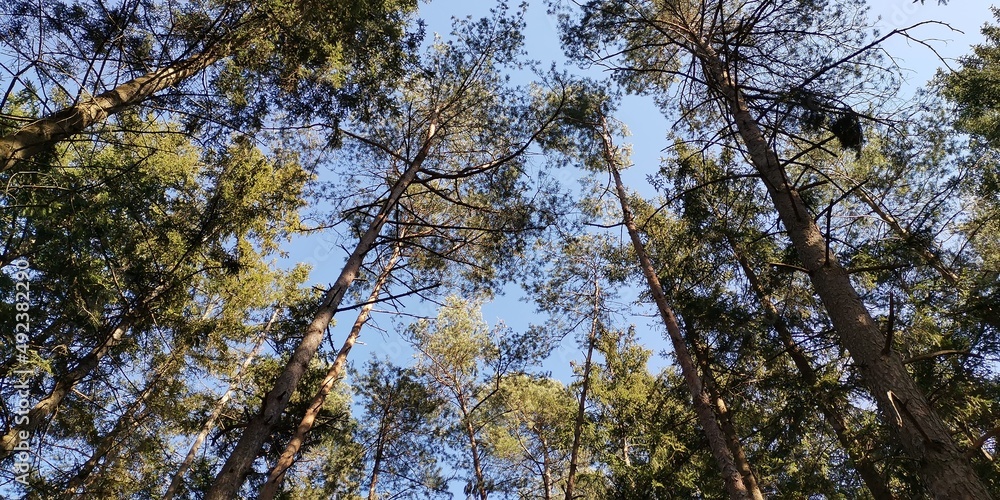 Fototapeta premium trees and sky