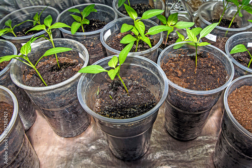 Plastic containers with pepper seedlings close-up