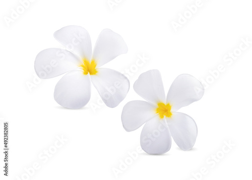 beautiful white plumeria rubra flowers isolated on White background © SUKRIT