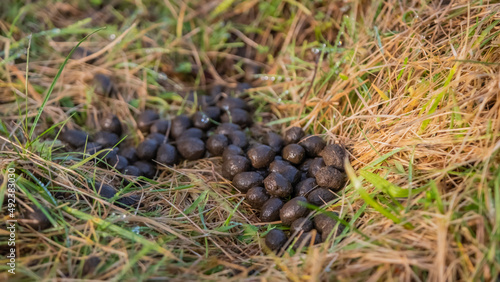 Pile of sheep dropping or faeces amongst grass in a winter field
