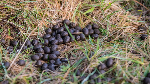 Pile of deer dropping or faeces amongst grass in a winter field