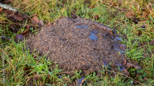 Cow or cattle dung in a winter field