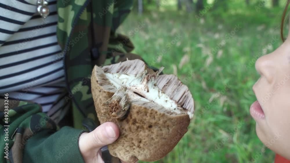 A mushroom hunter holds an old worm mushroom in his hands. A person shows a child a worm mushroom. Worm mushroom is not suitable for eating A mushroom hunter holds an old worm mushroom in his hands. A person shows a child a worm mushroom. Worm mushroom is not suitable for eating