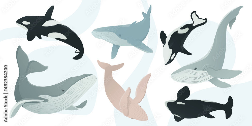 Flat vector illustration with whales and orcas. Earth day. Ocean day. Take care for nature and cleaning nature from garbage concept. Marine animal collection. Underwater set. Cute cartoon characters Flat vector illustration with whales and orcas. Earth day. Ocean day. Take care for nature and cleaning nature from garbage concept. Marine animal collection. Underwater set. Cute cartoon characters