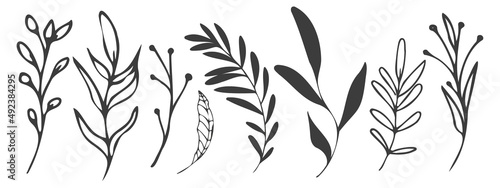 Vector plants and grasses. Minimalist black style of hand drawn plants. With leaves and organic shapes. For your own design.