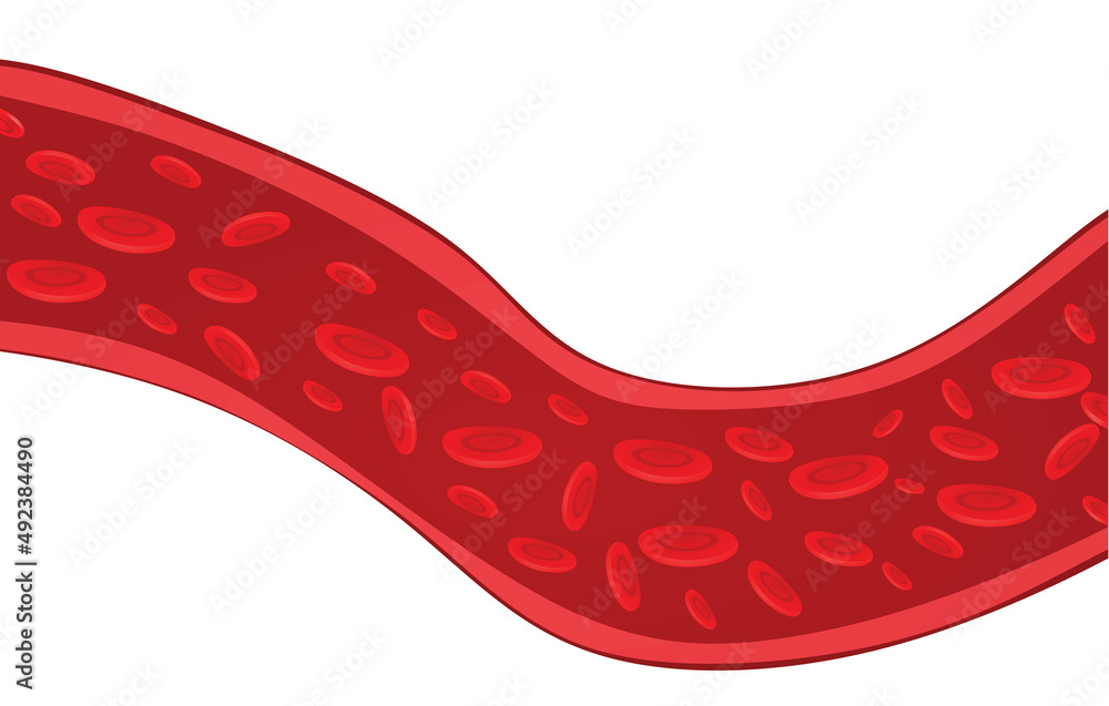 Fototapeta premium Vascular blood artery. vector illustration