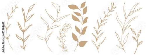 Vector plants and grasses. Minimalist style in brown colors of hand drawn plants. With leaves and organic shapes. For your own design.