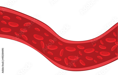 Vascular blood artery. vector illustration