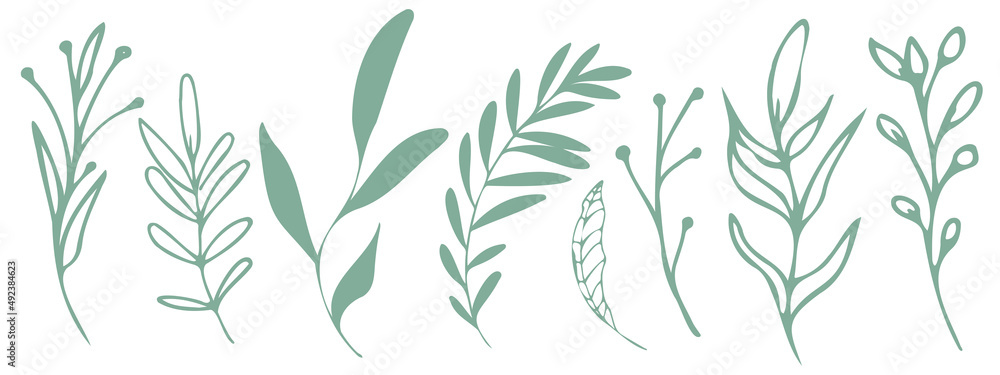 Vector plants and grasses. Minimalist style in green colors of hand drawn plants. With leaves and organic shapes. For your own design. Vector plants and grasses. Minimalist style in green colors of hand drawn plants. With leaves and organic shapes. For your own design.