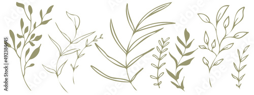 Vector plants and grasses. Minimalist style in green colors of hand drawn plants. With leaves and organic shapes. For your own design.