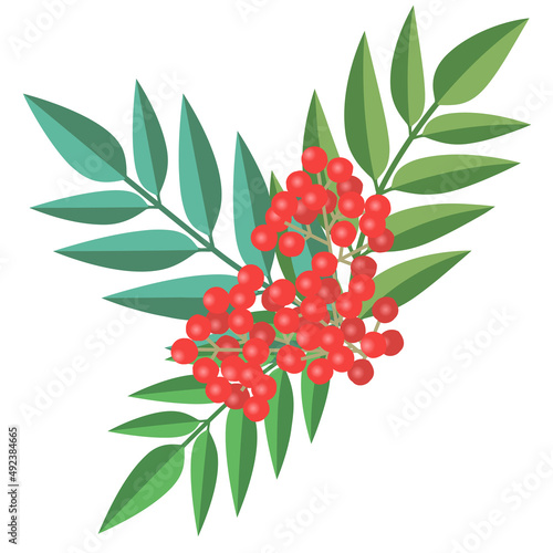 冬に赤い実が映える植物ナナカマドのベクター イラスト 