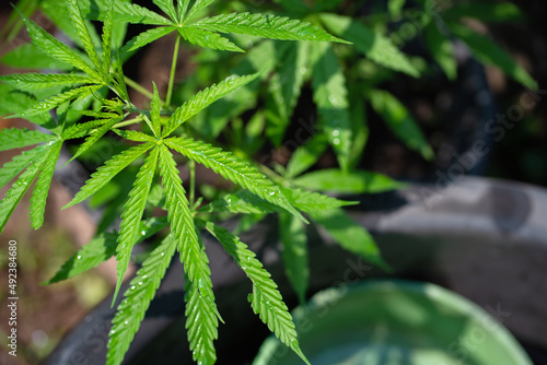 cannabis plant in a planting pot