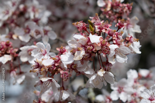Flores de cereza de un árbol en primavera.