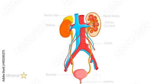 Mineral in urinary system animation. Detailed human kidney anatomy. Bladder, ureter, renal vein, urethra.  Journey of water in human body, absorption. Excretory. Explanations, Medical, urology video