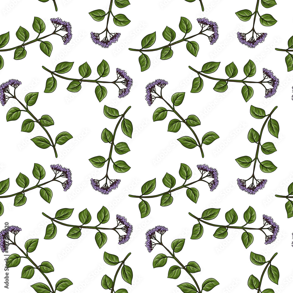 Obraz premium seamless pattern with drawing plant of oregano, Origanum vulgare, wild marjoram at white background, hand drawn illustration