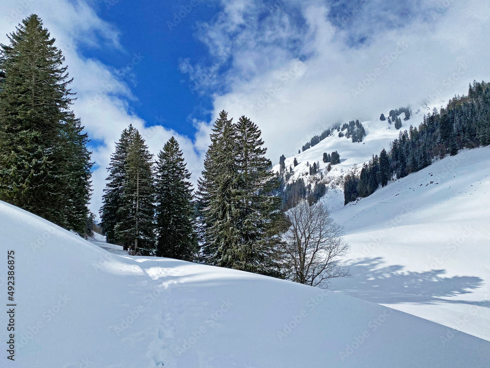 Picturesque canopies of alpine trees in a typical winter atmosphere after snowfall over the Obertoggenburg alpine valley and in the Swiss Alps - Unterwasser, Switzerland (Schweiz) Picturesque canopies of alpine trees in a typical winter atmosphere after snowfall over the Obertoggenburg alpine valley and in the Swiss Alps - Unterwasser, Switzerland (Schweiz)