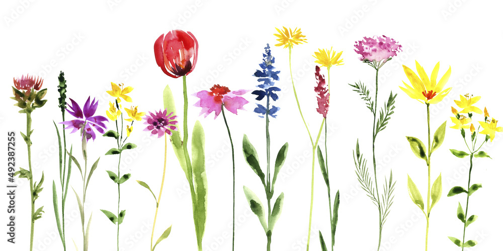 Obraz premium watercolor drawing green grass and wild flowers at white background, hand drawn illustration