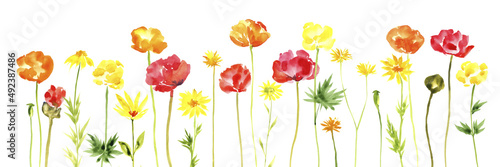 watercolor drawing green grass and red and orange poppy flowers at white background, hand drawn illustration