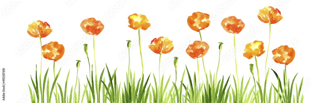 Obraz premium watercolor drawing green grass and wild flowers, eschscholzia, californian poppies at white background, hand drawn illustration