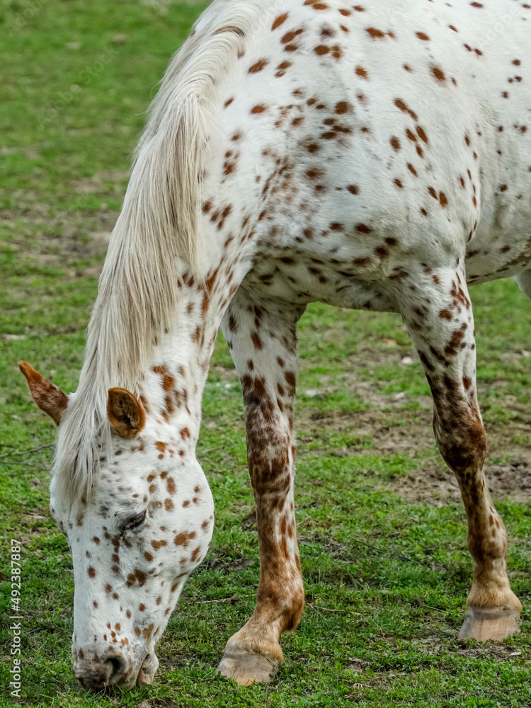 Koń biały cętkowany maści tarantowatej