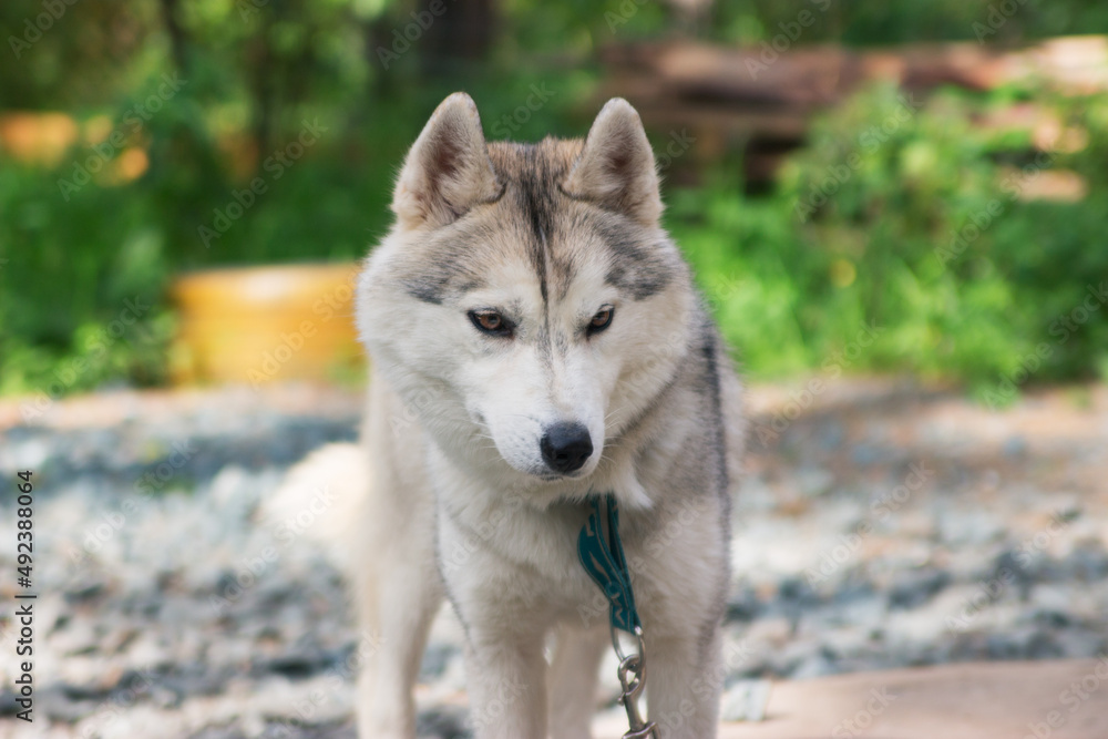 Obraz premium Alert siberian husky chained outside in the yard.
