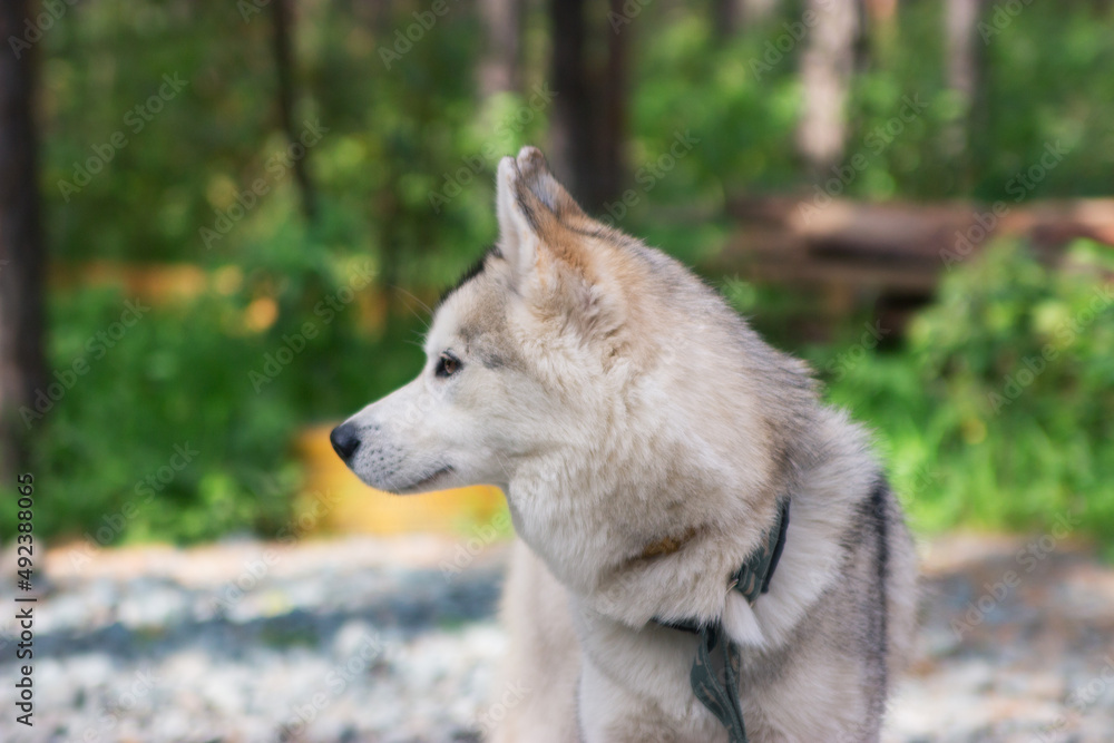 Alert siberian husky chained outside in the yard. Alert siberian husky chained outside in the yard.