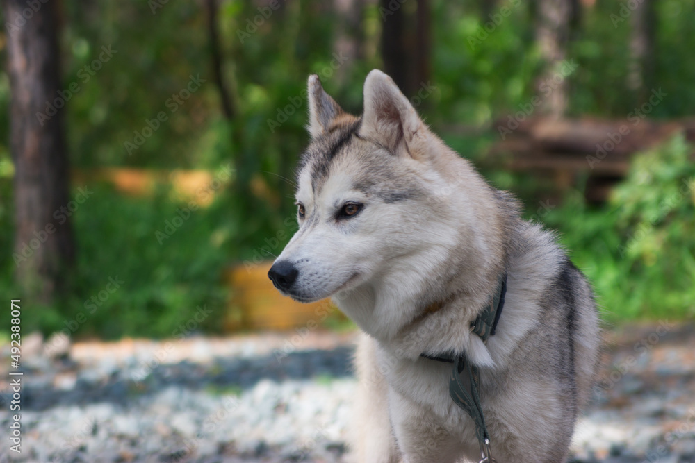 Alert siberian husky chained outside in the yard.