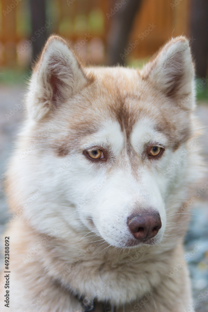 Sad emotion on siberian red husky muzzle in private area. Vertical.