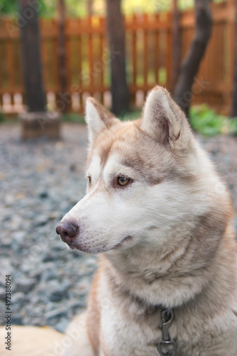 Sad emotion on siberian red husky muzzle in private area. Vertical.