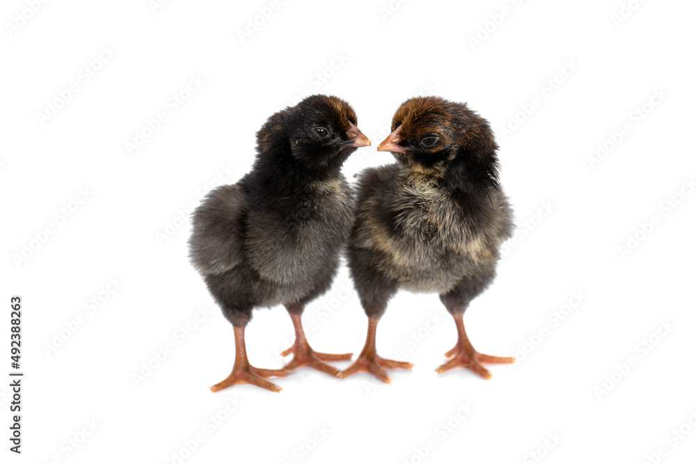 2 wyandotte breed chicks are facing each other isolated on white background.