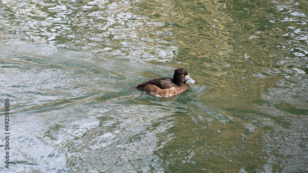 A female tufted duck floating in the river A female tufted duck floating in the river