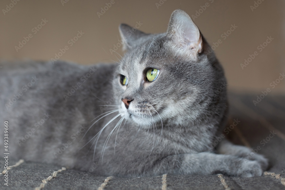 Beautiful cute gray cat with green eyes. The pet lies on the bed.