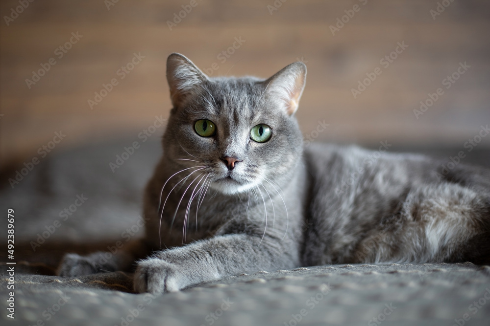 Beautiful cute gray cat with green eyes. The pet lies on the bed.
