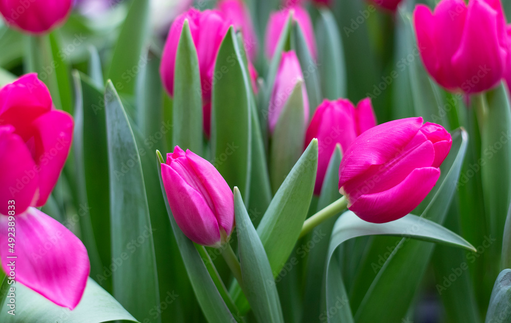 Spring purple tulips flowers in the garden Spring purple tulips flowers in the garden