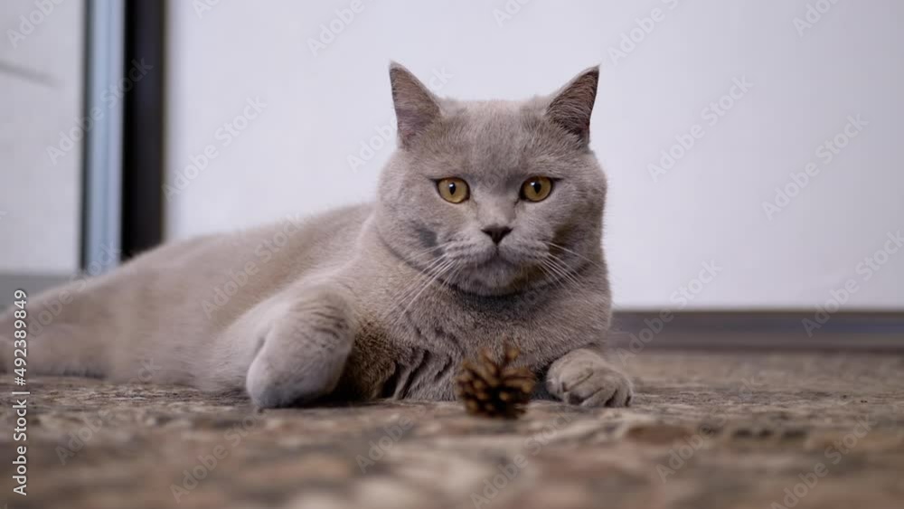 A tired lazy Cat Lying on Floor, Looking at the Camera, Guards a Pine Cone. A gray domestic fluffy British cat is resting on a Carpet. A pet with green eyes touches a toy with its paw. Slow motion. A tired lazy Cat Lying on Floor, Looking at the Camera, Guards a Pine Cone. A gray domestic fluffy British cat is resting on a Carpet. A pet with green eyes touches a toy with its paw. Slow motion.