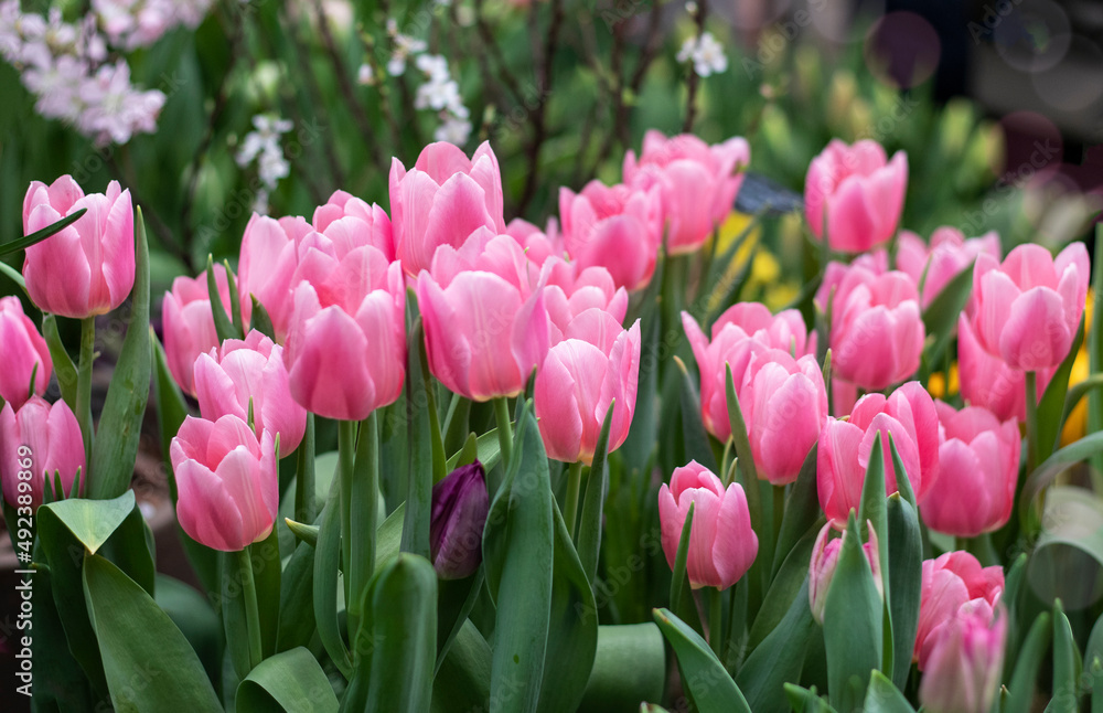 Spring pink tulips flowers in the garden