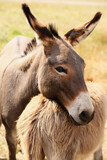 Grey donkeys in wildlife sanctuary