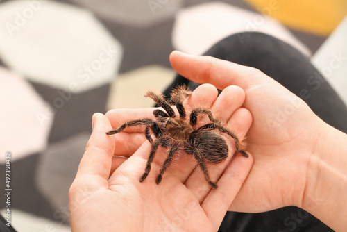 Female hands with scary tarantula spider in room, closeup