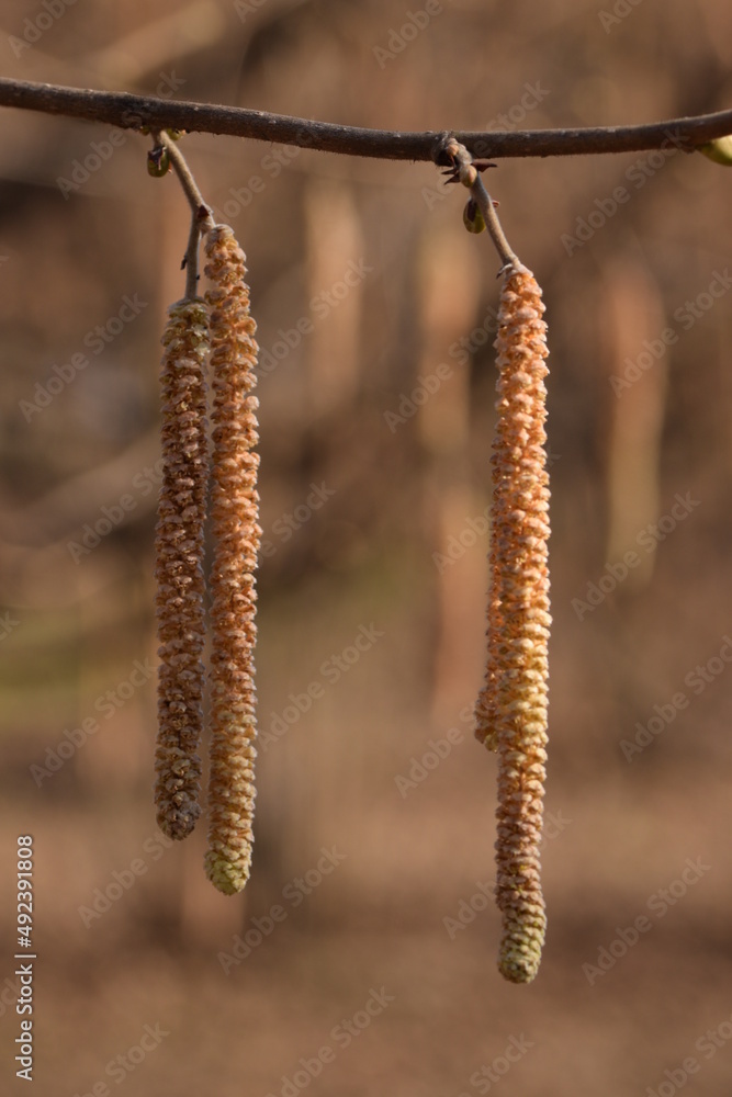 Spring flowers male catkins of common hazel Corylus avellana, small beige female flowers on tree branch in sunlight, spring background, highly allergic pollen. Spring flowers male catkins of common hazel Corylus avellana, small beige female flowers on tree branch in sunlight, spring background, highly allergic pollen.
