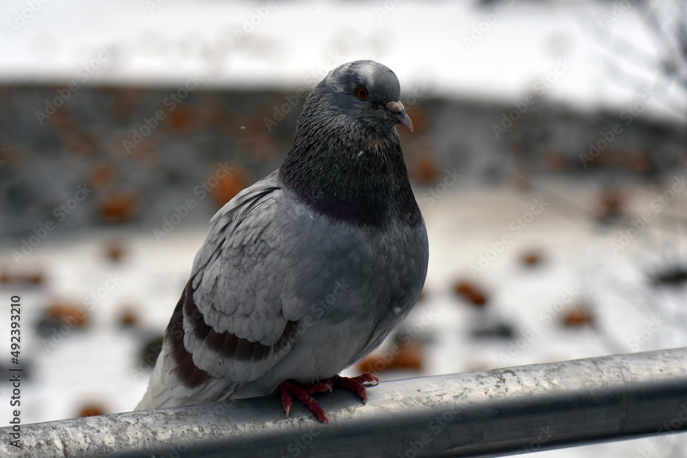 Fototapeta premium pigeon on the snow