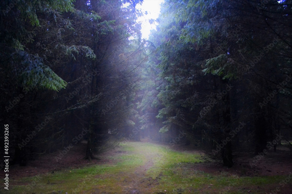 Obraz premium light in the forest