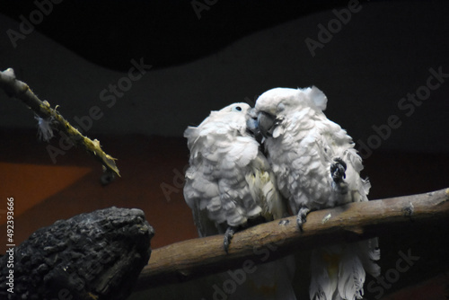 Two white parrots on a tree