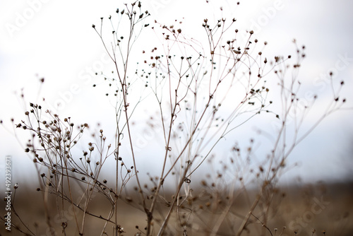 beautiful flowers on white sky background photo for text or wallpaper