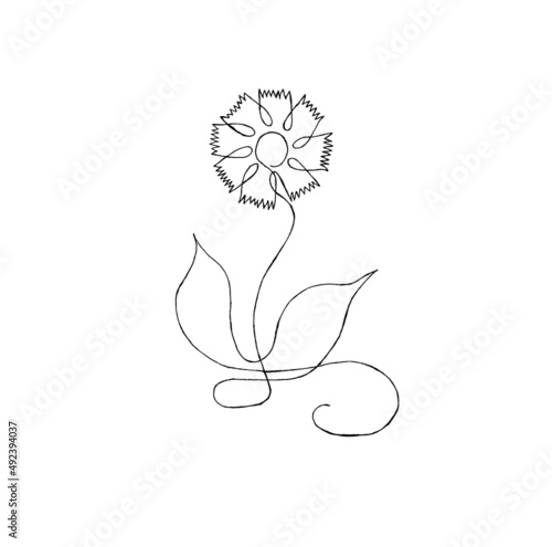 Fototapeta Decorative Cornflower, knapweed vector hand drawn ink illustration isolated on w