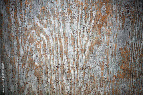 texture of the wooden surface of the old door, photo for text