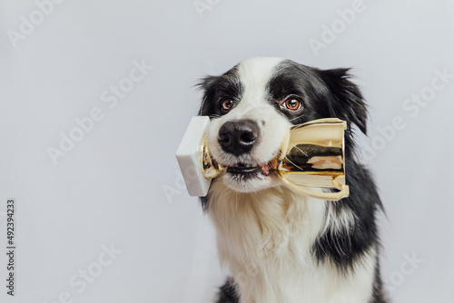 Cute puppy dog border collie holding gold champion trophy cup in mouth isolated on white background. Winner champion funny dog. Victory first place of competition. Winning or success concept © Юлия Завалишина