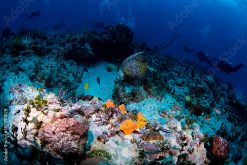 coral reef with fish © Bruce