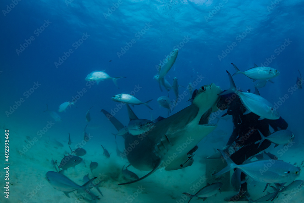 A hungry hammerhead shark A hungry hammerhead shark