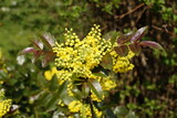 beautiful yellow Mahonie (Mahonia aquifolium) or barberry (Berberitze) on a sunny day in the end of March
