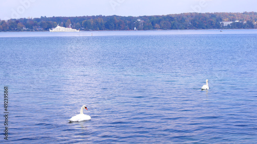 KONSTANZ, GERMANY - 14 OCT 2015: Two white swans on the move on Lake Constance